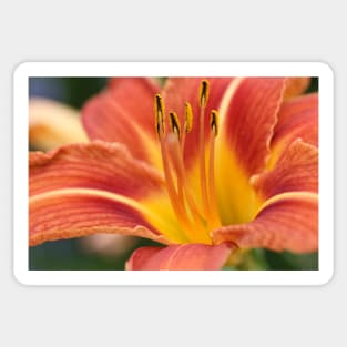 Orange Day Lily Sticker